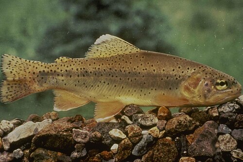 Gila trout